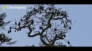 . Indian flying Fox 