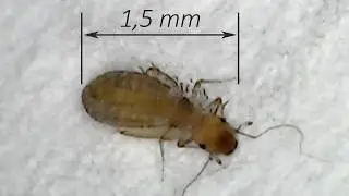 Sizes of typical booklice in houses and apartments | Booklice Dorypteryx domestica