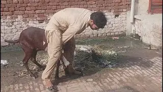 Top  Qurbani Janwar Funny clips 2020