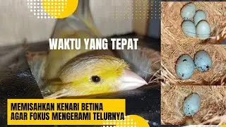 Waktu Yang Tepat Untuk Memisahkan Kenari Jantan Agar Betina FOKUS Mengerami Telurnya