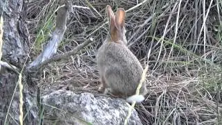 Bunny..YellowStone National Park
