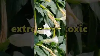 Secrets of Datura Stramonium: The Devil's Trumpet । #DaturaStramonium #PlantMysteries # #PlantFacts