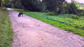 Sweet Six Month Old Labrador Boxer Puppy Climbing [60fps]