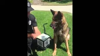 Police Dog Vs. Jack-In-The-Box Puppet: Dog Wins!