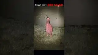 Scary bird sound | scream | BRUXO FANTASMA | #ytshorts #shorts #edit