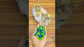 Relaxing Cat ASMR with Colorful Marble Beads 🌈 Oddly Satisfying #cat#funny#catvideos#cute#cuteanimal