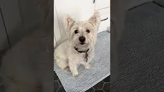 Cute Little Westie Dog