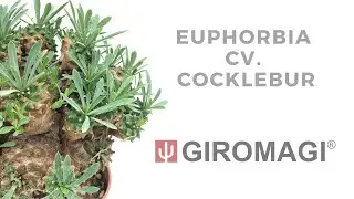 Euphorbia cv. Cocklebur