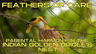 Indian Golden Oriole | Indian Golden Oriole nest with chicks | Nesting of Indian Golden Oriole