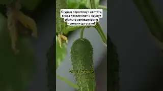 Огурцы перестанут желтеть, снова позеленеют и начнут обильно заплодоносить тоннами до осени! #огород