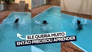 O SONHO do meu Pitbull era NADAR, mas ele NÃO sabia 😢 Superação | Acredite nos seus sonhos ❤️
