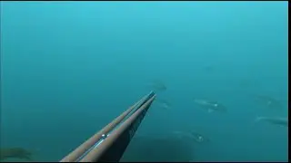 Советы и техника подводной охоты в Великобритании: 3 окуня, 3 дня, 3 подхода