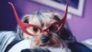 Dogs Wearing Glasses