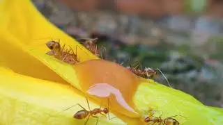 #yellow#ants#ant#antplanet#antworld ✨army ant species in the animal world in the planet !