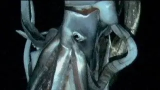 Captan las primeras im&aacute;genes de un calamar gigante en el fondo del mar