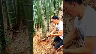 चीन के लोग बंबू से क्या-क्या बनाते हैं 😱| #shorts #facts #china #youtubeshorts #trending