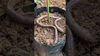 Giant Earth Worm 😱 #reels #trending #viral #enjoy #farmer #giantworm #earthworm #shorts #worms