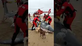 Giant shark covered in jellyfish washes ashore 🤯 #shark  #mystery