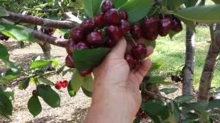 Catoctin Mountain Orchard Cherries