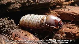🪲 DAILY ANIMAL – Episode 115: Rhinoceros Beetle | Strength Built Underground
