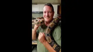 MEET CHARLIE THE BOA AND INTREPID EXOTICS #shorts