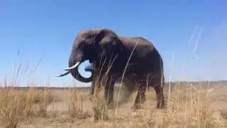Elephant throwing dust