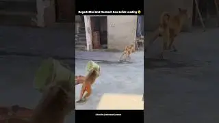 Dogesh Bhai And Monkesh New Lafda Loading 😂 #shorts #shortvideo
