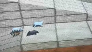 Bug mountain race