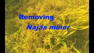 Removal of Najas minor