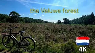 Bikeride through ancient Dutch forest 'the Veluwe' - indoor cycling