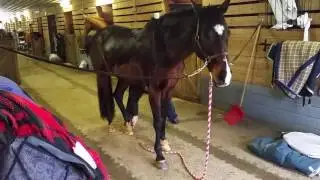 Desi grooming