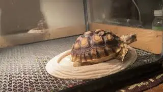 Turtle eating food #shorts