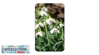 SNOWDROP FLOWERS LOVELY NOVELTY BOOKMARK SAME IMAGE BOTH SIDES GREAT GIFT