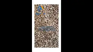 Wide Chamber pin mill grinding machine test for Coriander seeds