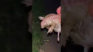 3 Weird Animals You Didn&rsquo;t Know Existed #WeirdAnimals #MantisShrimp #YetiCrab #PinkFairyArmadillo