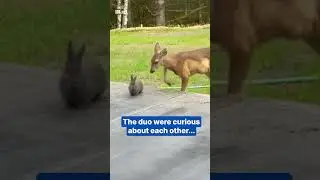 Deer and rabbit form an unlikely friendship