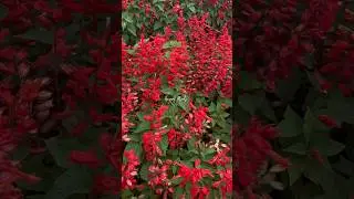 Taiwan flowers #flowers #fyp #foryou #foryoupage #shorts #shortsfeed #taiwan #happyminds