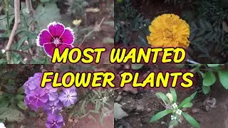 MOST WANTED FLOWER PLANTS