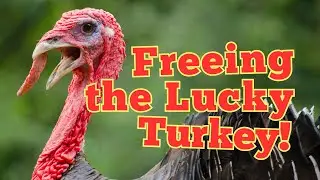 The Curious Tradition of Pardoning the Thanksgiving Turkey