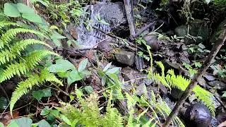 Relax & Sleep Well | River Flowing 2026 in Forest Ambience for Deep Rest