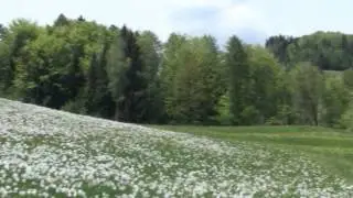 Wild Flowers in the alps