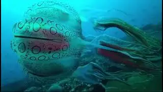 Загадочная медуза Chirodectes maculatus