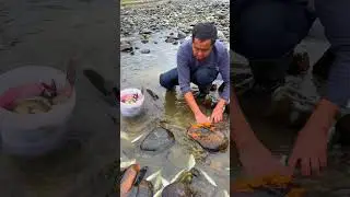Fishing Rod | Fishing Videos | Fishing Trout | Fishing in River | Fishing in Japan #shorts #fishing