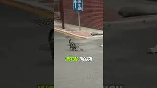 Cat VS Rat!