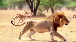 A content cricketer lost his life in a lion attack while shooting a video in the Acacia forest