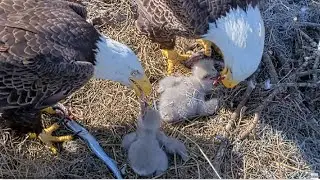 NEFL Eagles ~ BEAUTIFUL TANDEM FEEDING! BEAU FEEDING NE33 & GABBY FEEDING NE32! Cute Closeups 1.8.26