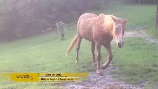Horse Makes Dramatic Recovery with Laser Therapy