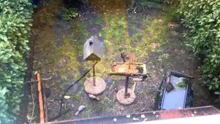 Birdgardening #1