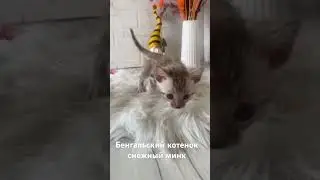 Бенгальский котенок снежный минк. Bengal kitten snow mink 🥰 #bengalcat #cat #kitten #котик