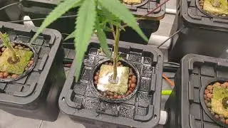 RDWC hydroponics fighting root aphids and fungus gnats with plant therapy rockwool wash.